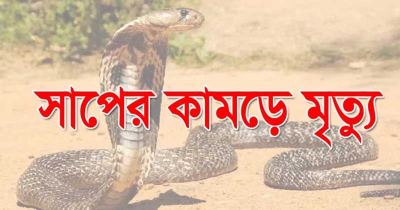 শার্শায় সাপের কামড়ে শিশুর মৃত্যু