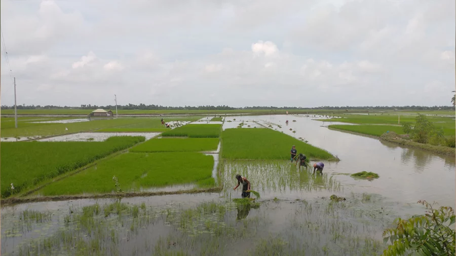 জলবায়ু পরিবর্তনের প্রভাবে হুমকিতে খুলনা অঞ্চলের কৃষি