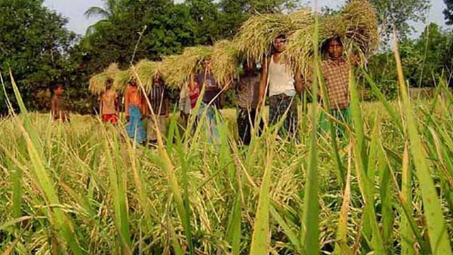 খুলনা জলবায়ু পরিবর্তনের কারনে কমছে কৃষি উৎপাদন
